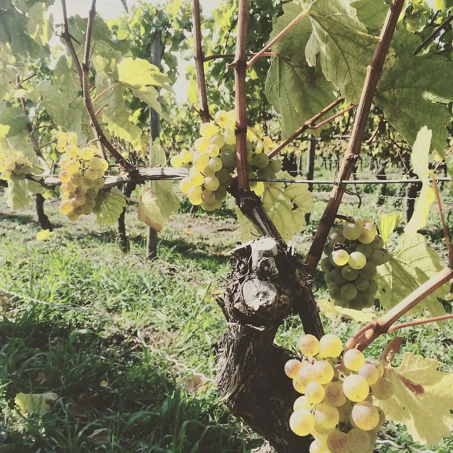 Weingut Gaestehaus Weigand Iphofen Πανσιόν